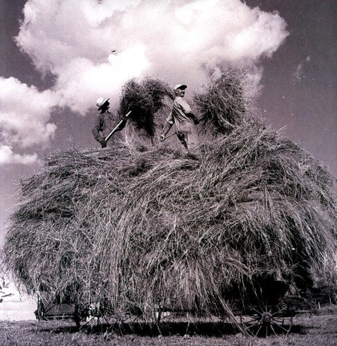 William Elliott Whitmore: Field Songs [VINYL]